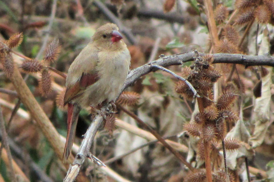 Crimson Finch (Neochmia phaeton)